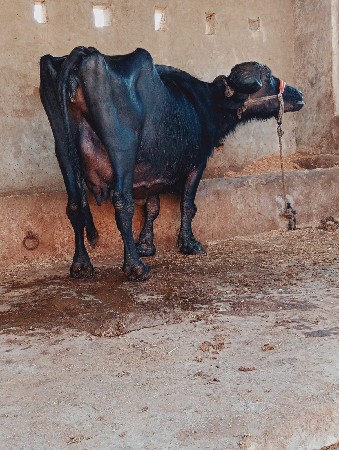 थंबनेल 2