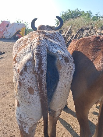 थंबनेल 2