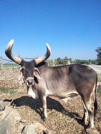 થંબનેલ 2