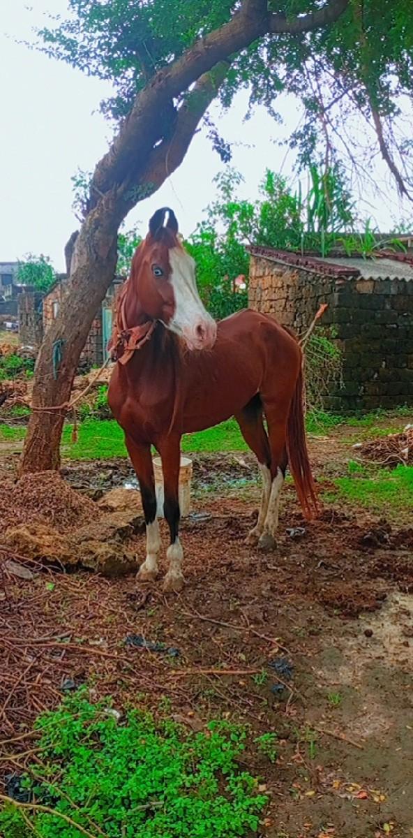 ઘોડી ઘોડો બેય ભેગા આપવાના છે