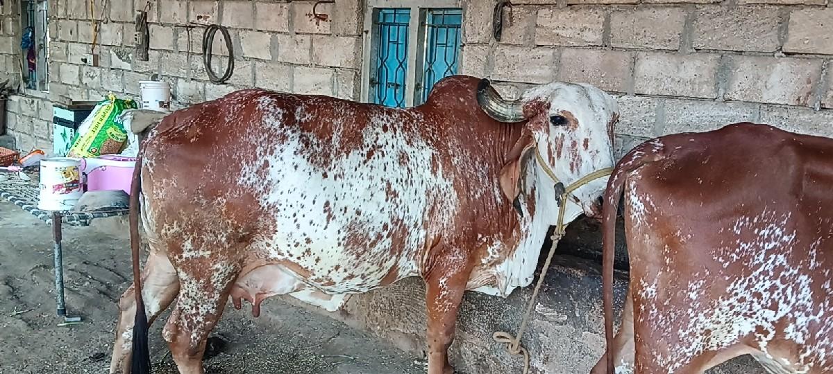 ગાય વેચવાની છે
