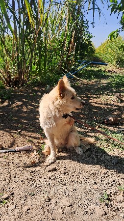 કુતરી વેચવાની છે પામુલન