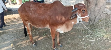 थंबनेल 2