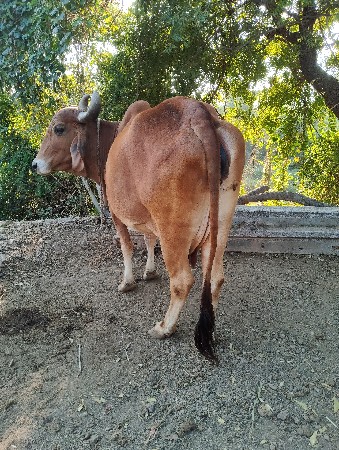 ગાય વેચવાની સે