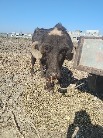 थंबनेल 2