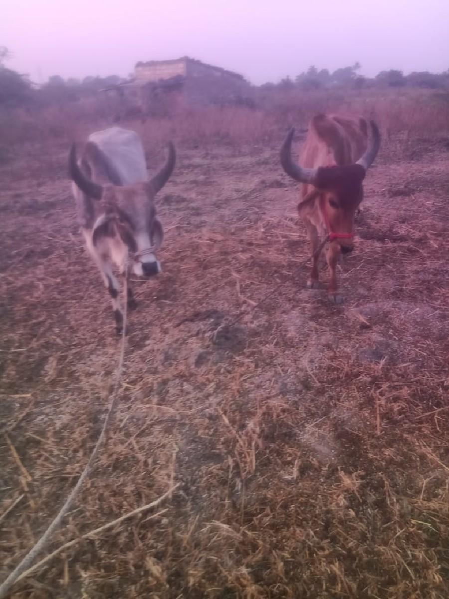 થંબનેલ 3