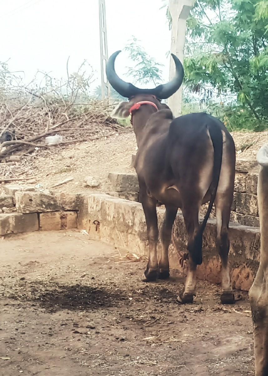 ગોઢલા વેસવા ના છે