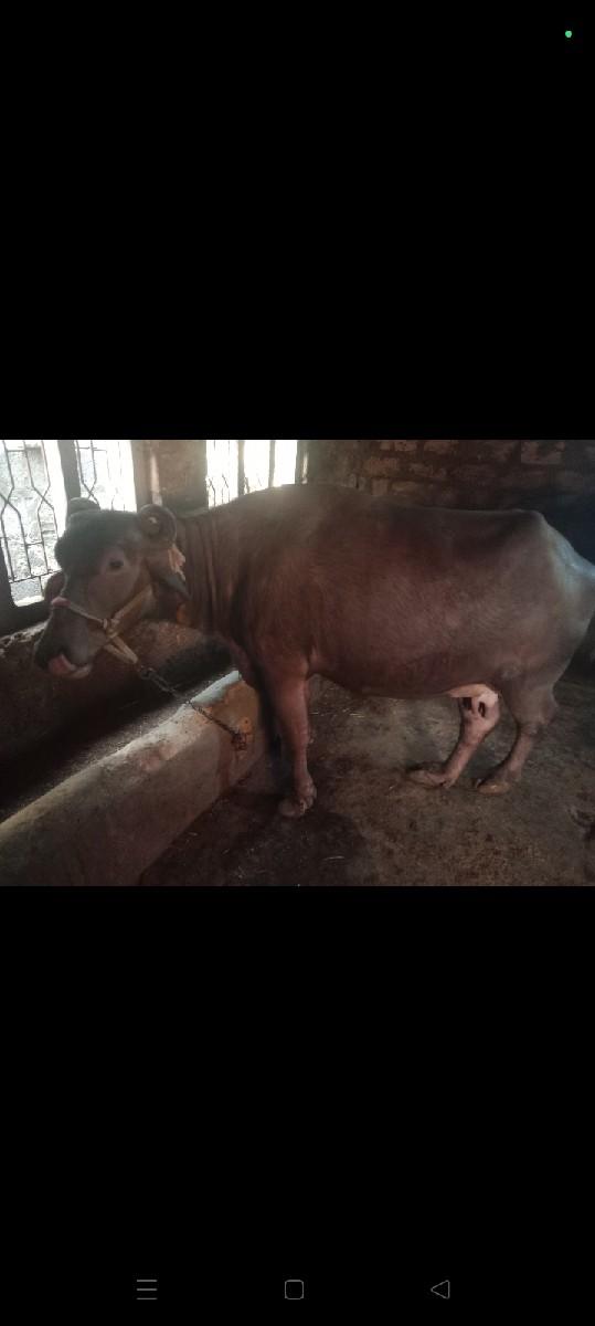 थंबनेल 3