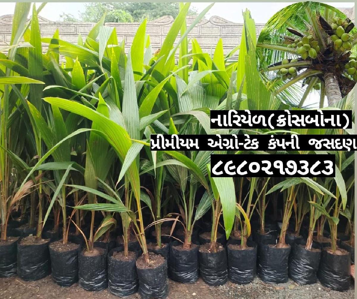 થંબનેલ 6