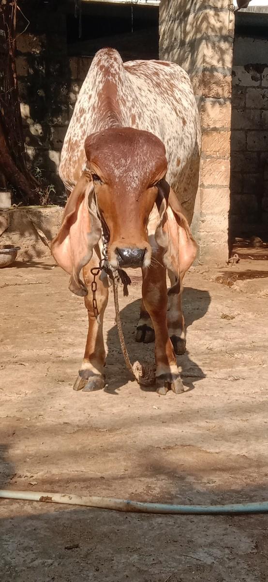 થંબનેલ 2