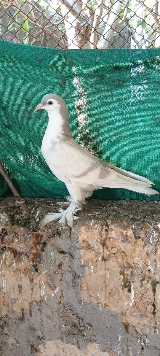 थंबनेल 2