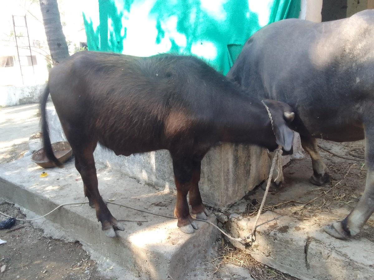 થંબનેલ 3