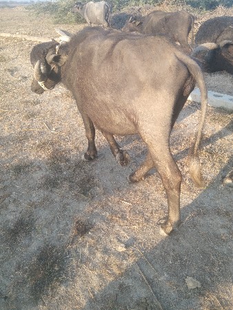 थंबनेल 2