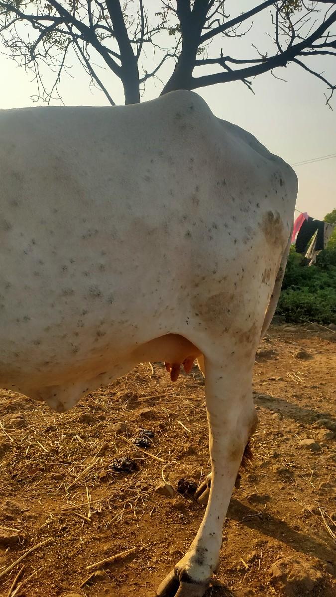 થંબનેલ 3