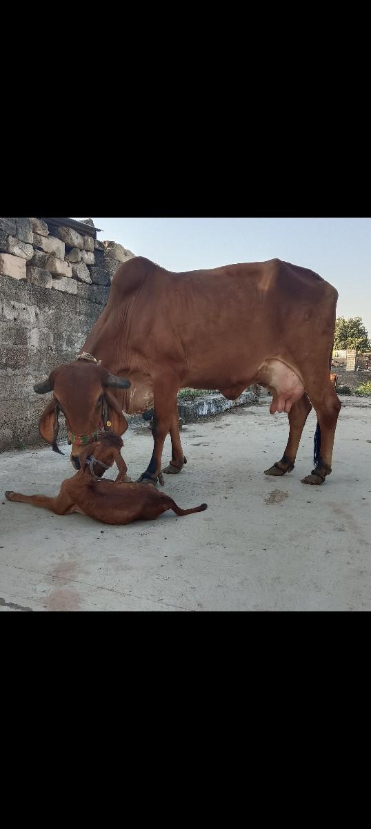 વેચવાની છે