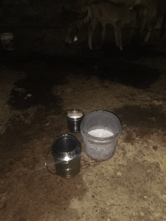 ગાયવેસવીછે