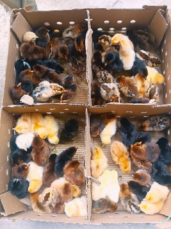 थंबनेल 5