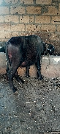 थंबनेल 3