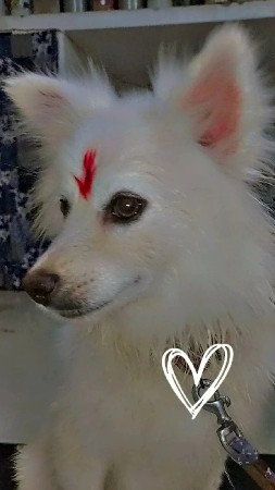 કુતરી વેચવાની છે લેબરા જે કોઈ ને