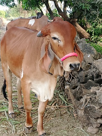 થંબનેલ 3