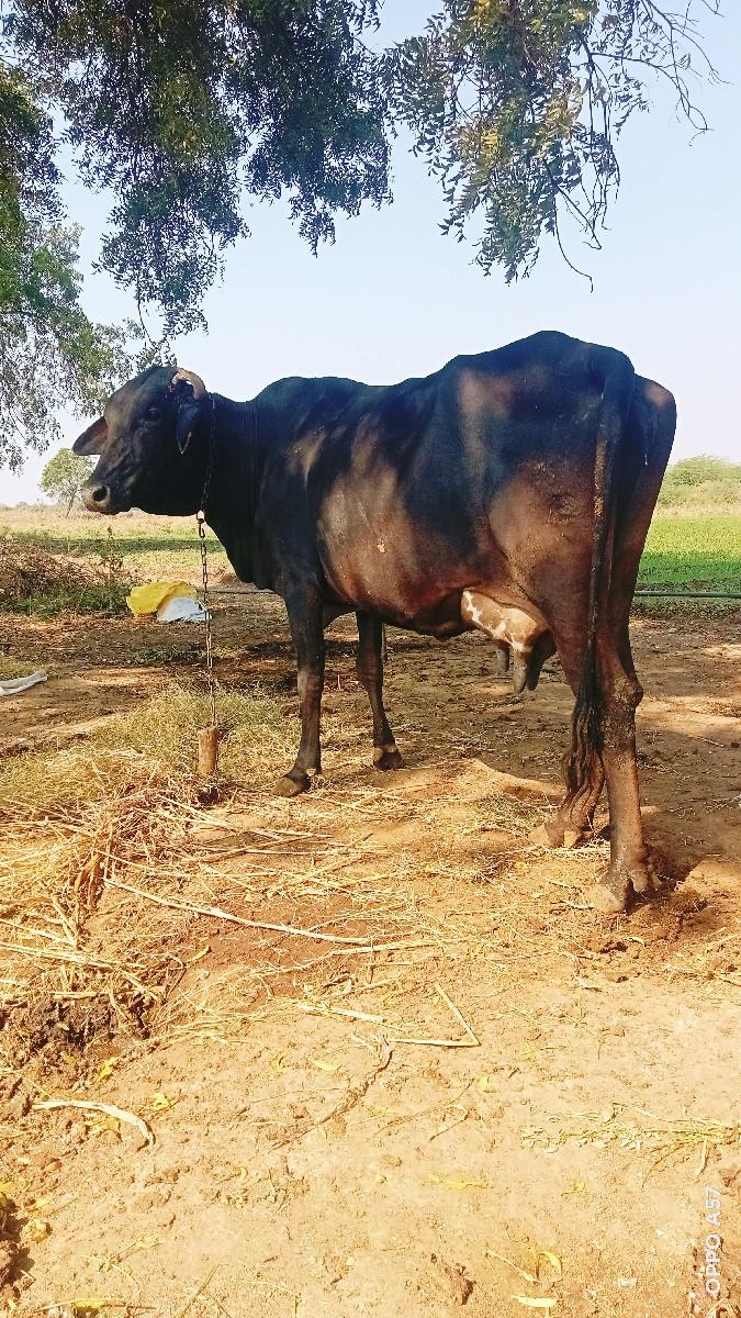 થંબનેલ 2