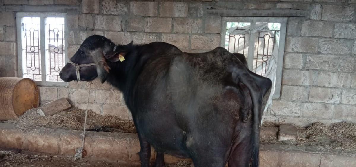 થંબનેલ 3