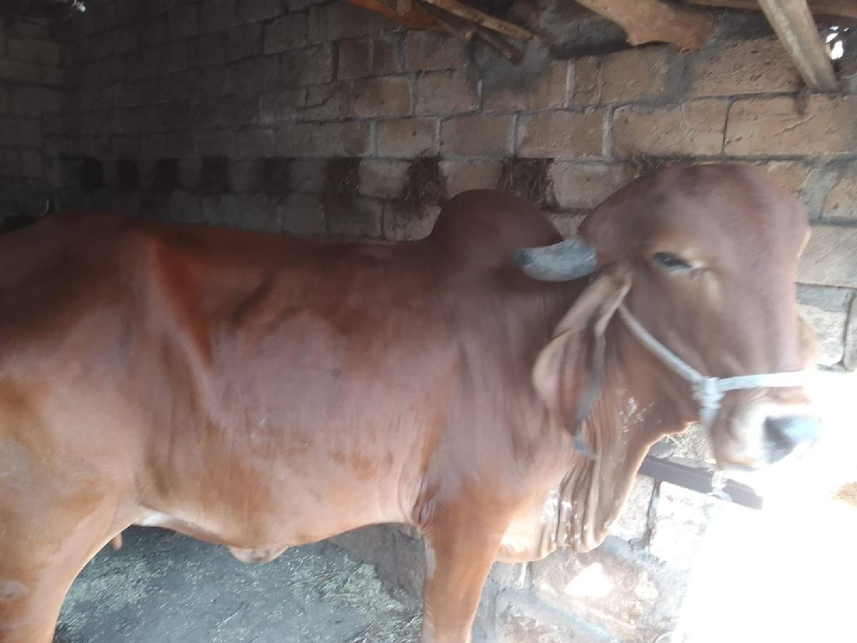 थंबनेल 3