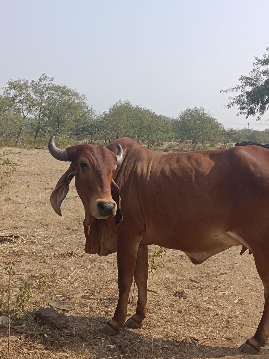 थंबनेल 2