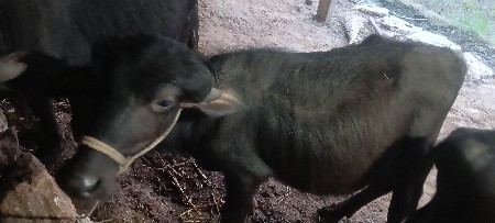 ગીર સોમનાથ