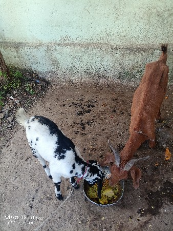 બકરી વેચવાની છે