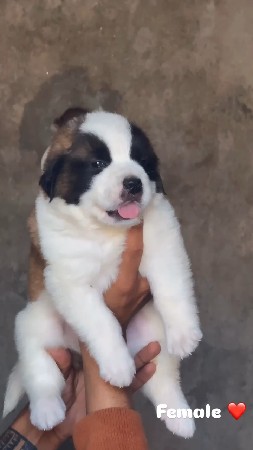 sent barnad male female