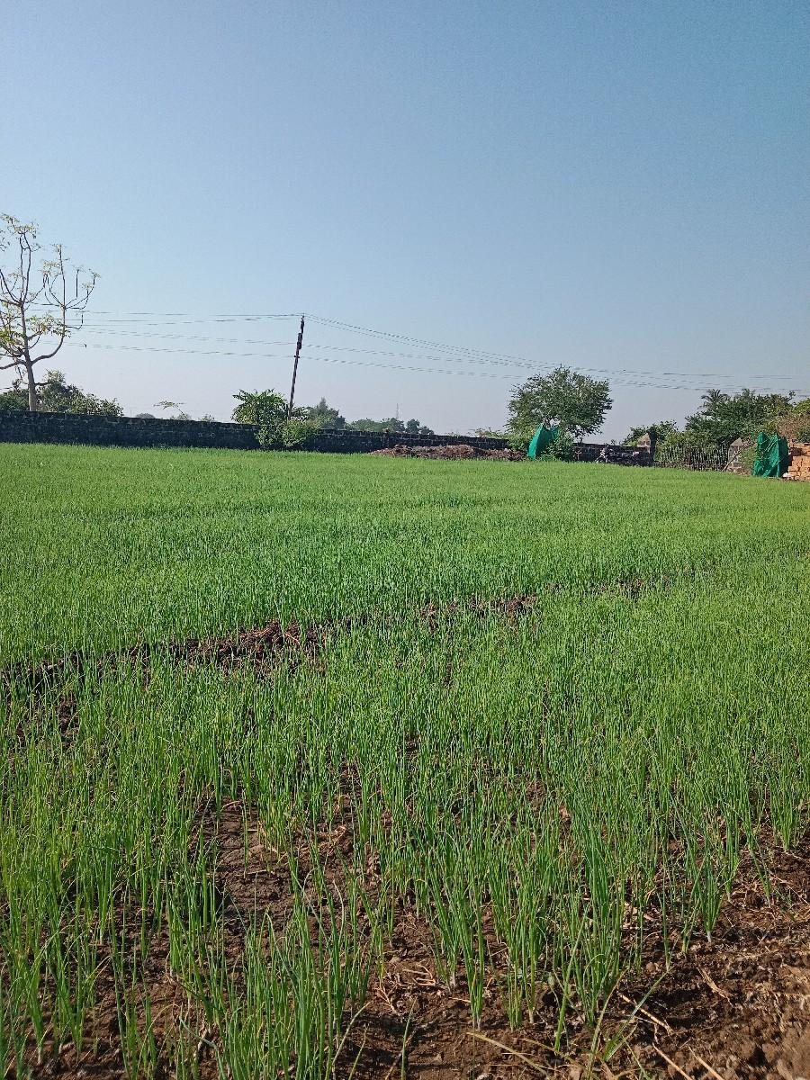 બિયારણ, ડુંગળી રોપ