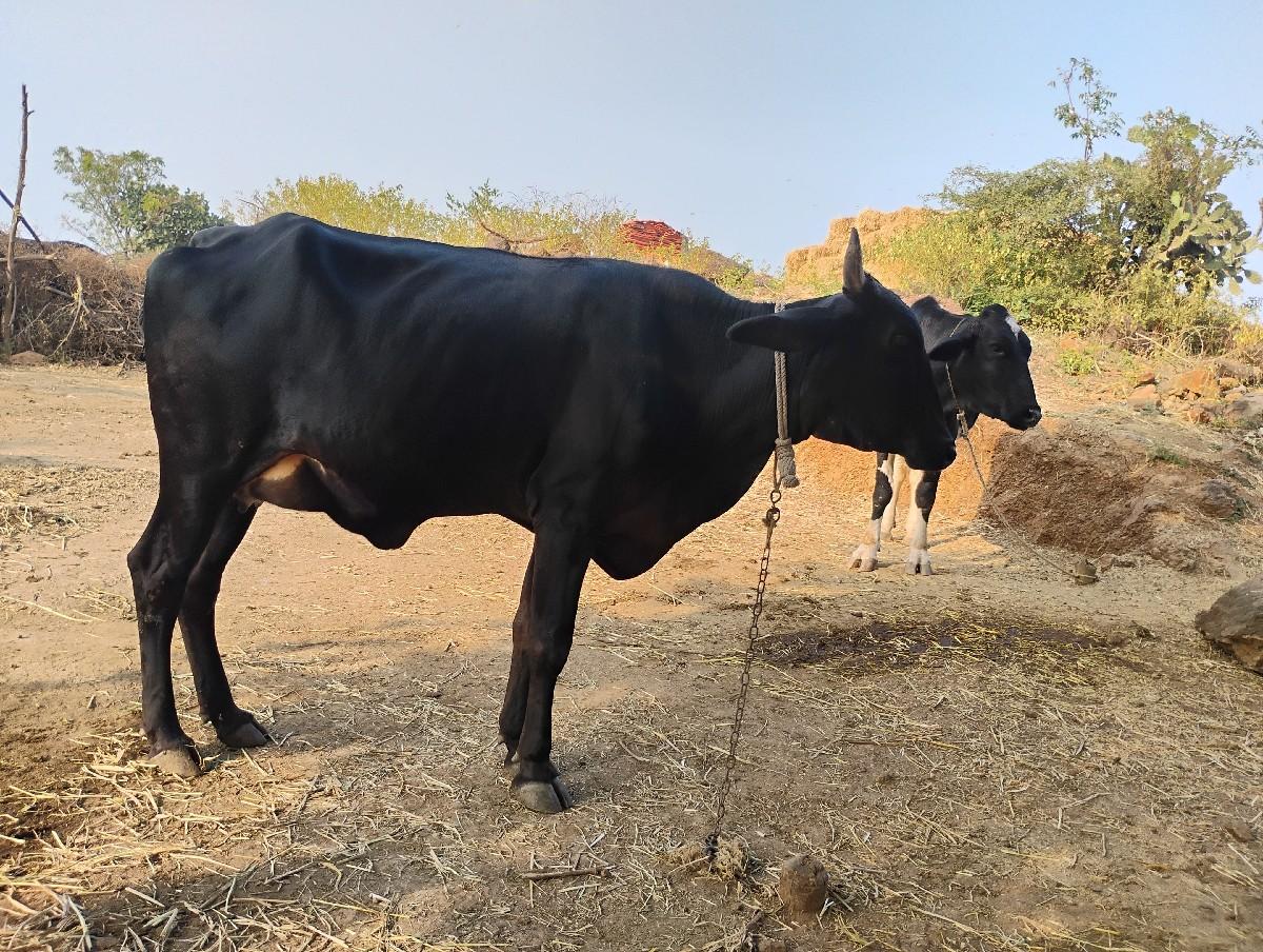 જર્સી ગાય વેચવાની છે