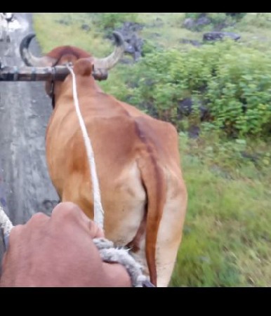 બડદ વેચવાનો છે