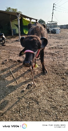 थंबनेल 2