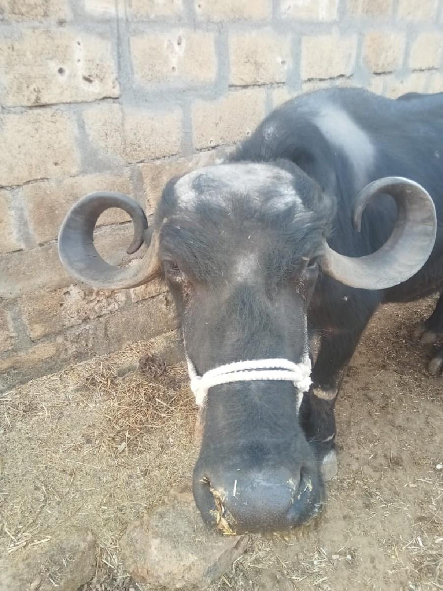 ભેશ વેચવાની છે સાવ સોજી છે