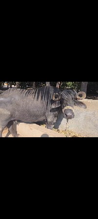 ભેંસ વેચવાની છે