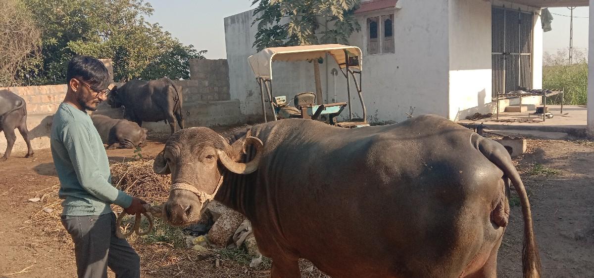 આભેસવેસવાનિછે