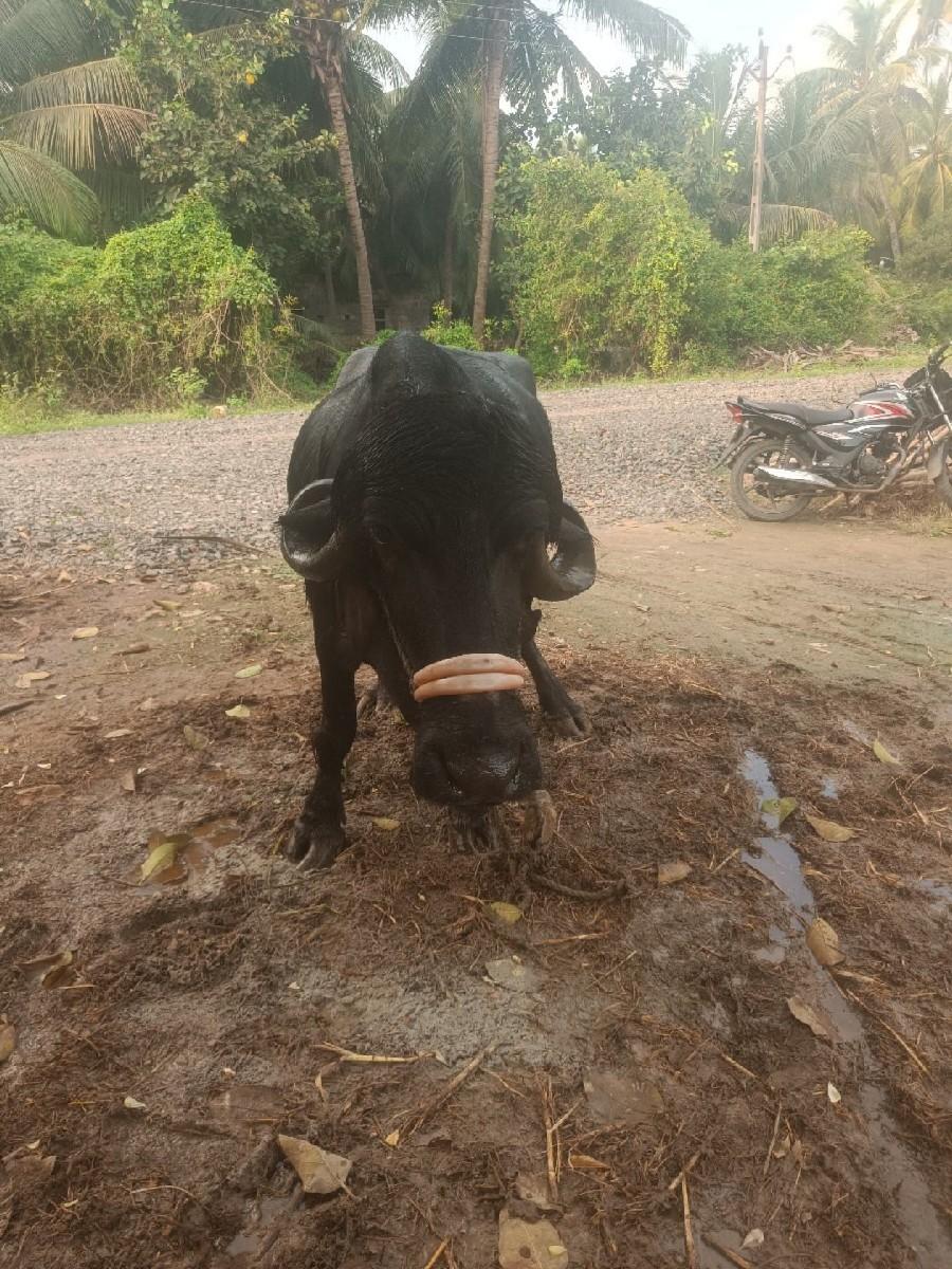 थंबनेल 2