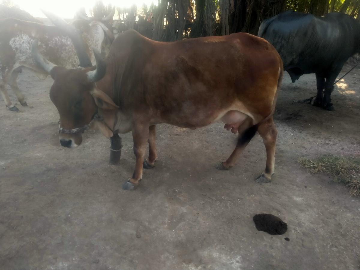 थंबनेल 2