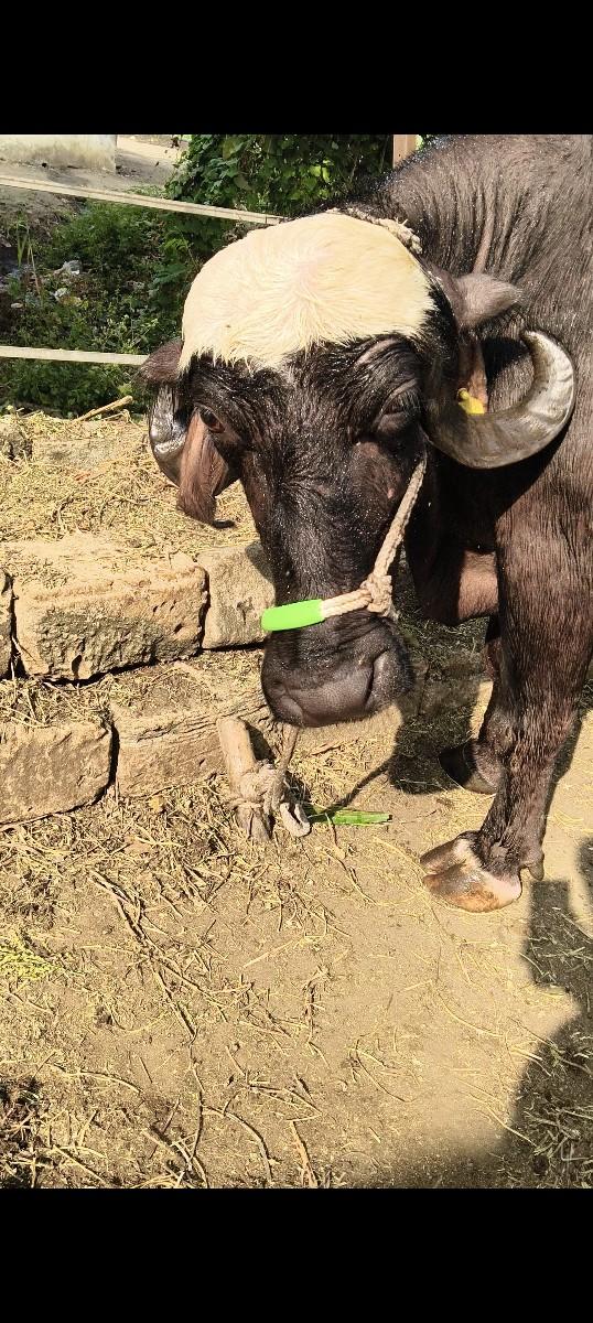 આ ભેંસ વેચવાની છે