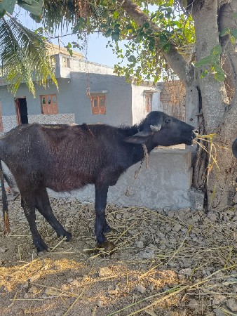 પાડી વેસવાનીછે