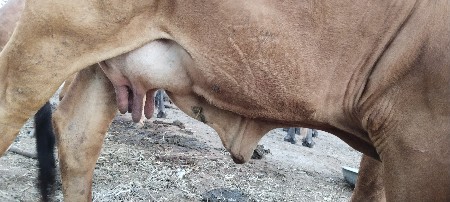 ગાય વેચવાની છે આમાં ફોન કરવો