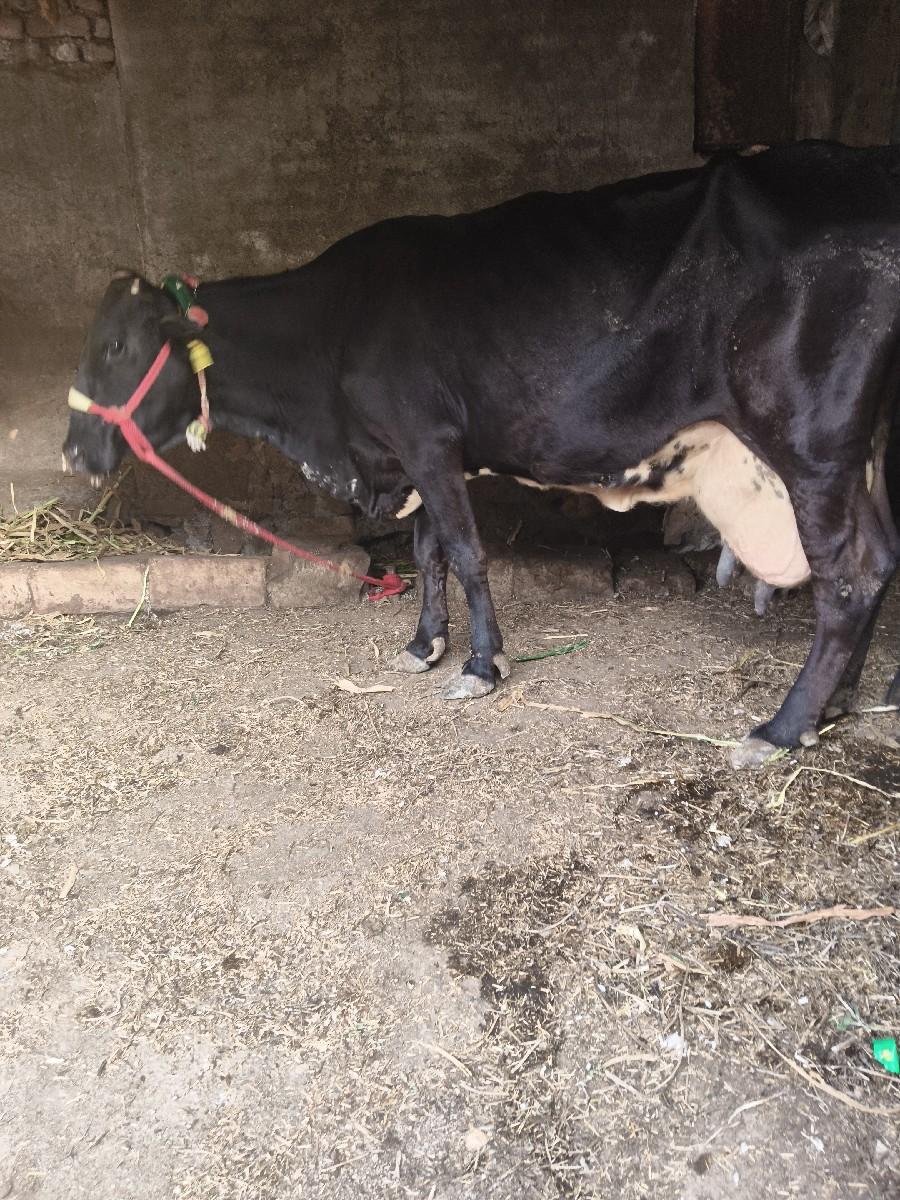 થંબનેલ 3