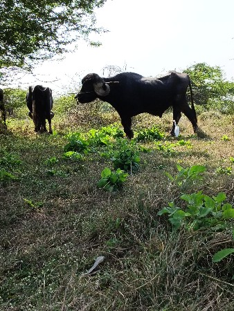 વેસવાનોછે