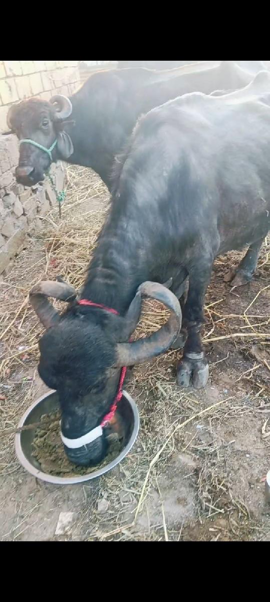 ભેંસ વેચવાની છે વીયલસે વેતર 4