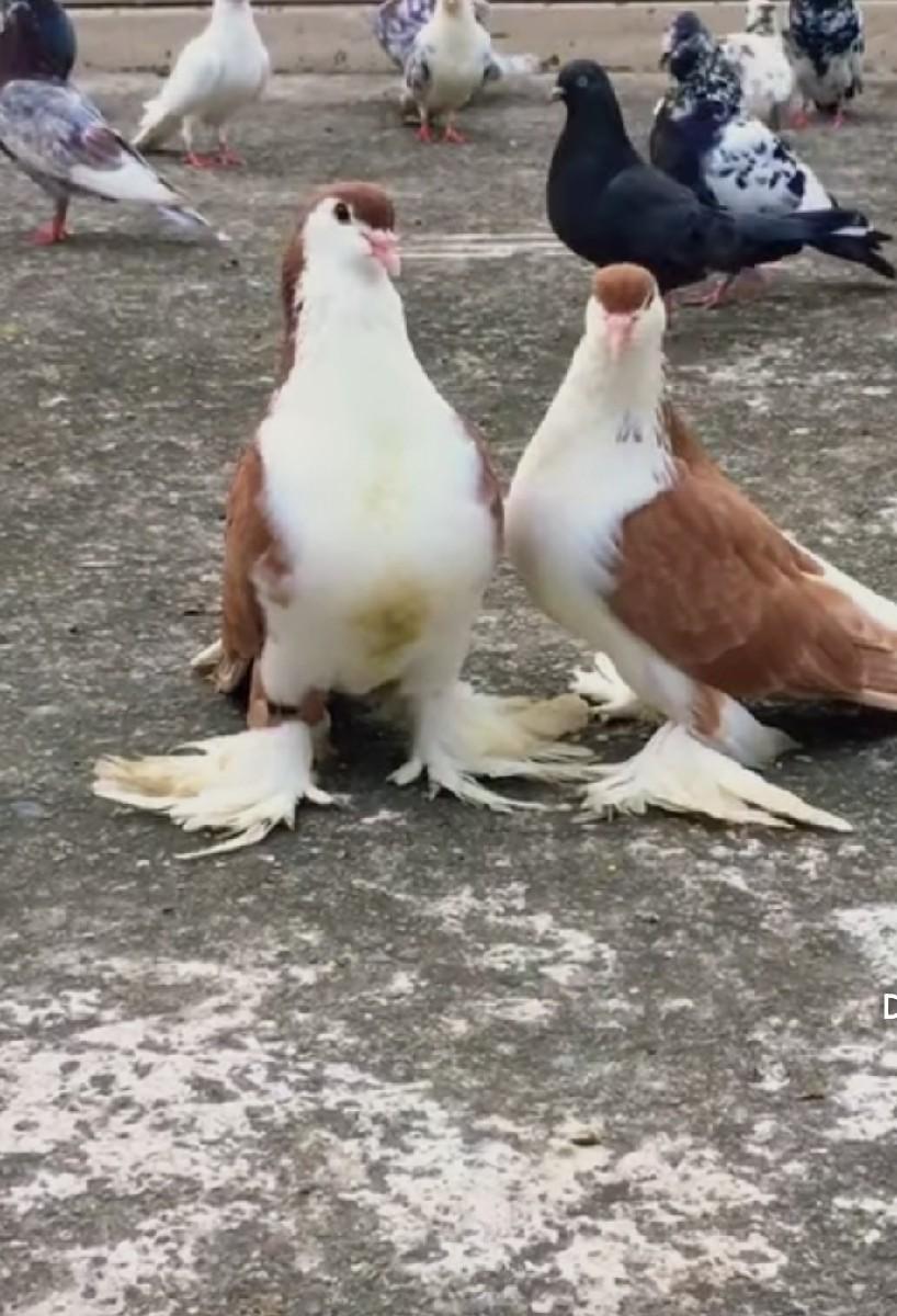 સીરાજી ની જોડી છે