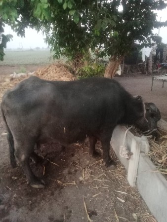 थंबनेल 3