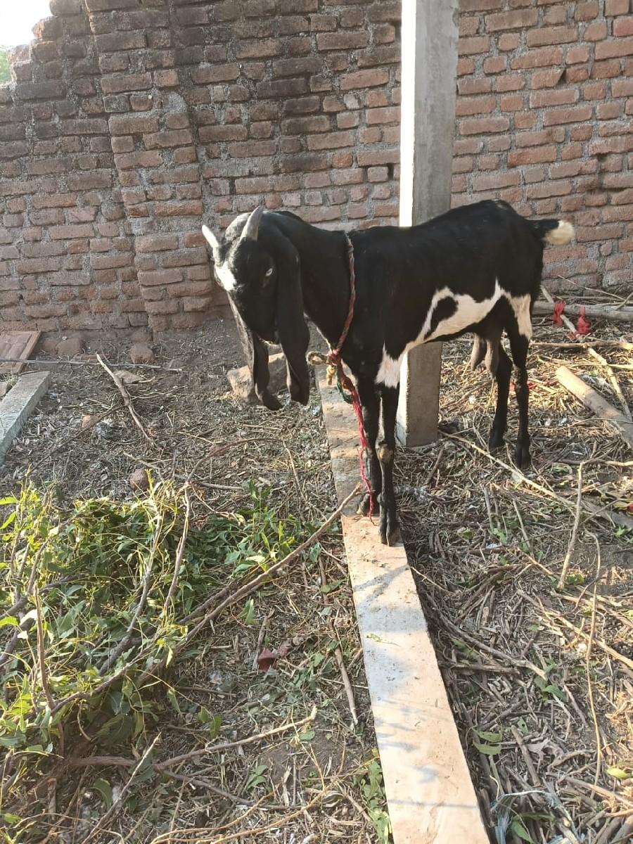 थंबनेल 3