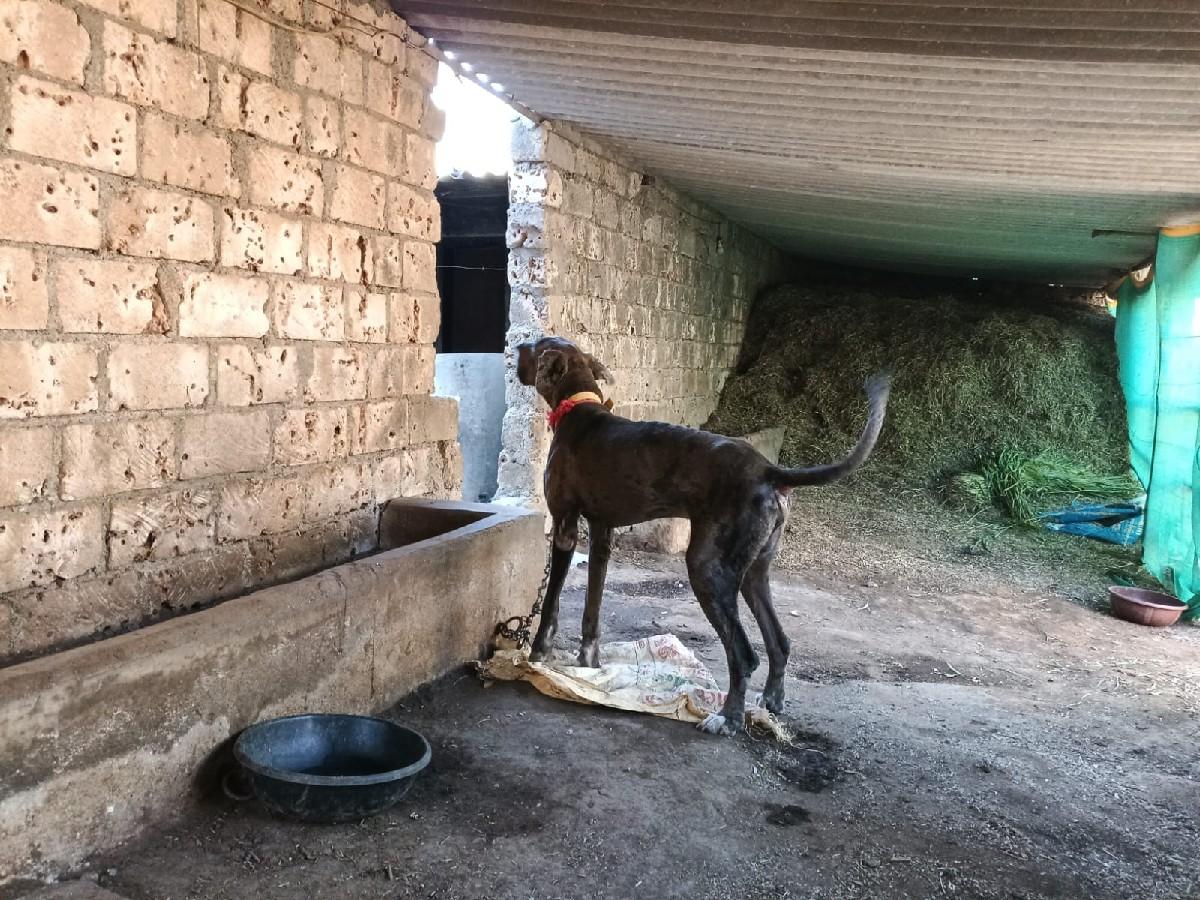 ગેડેન મેલ વેસવા નો છે